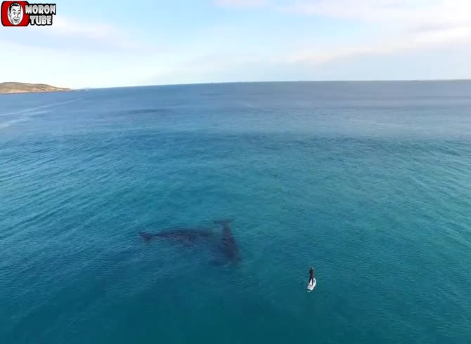 Video :Almost three minutes of joy when exploring the Australian coastline